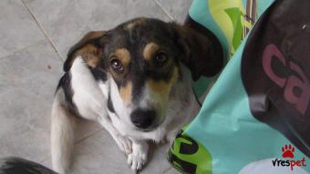 Ράτσα: Τζακ Ράσελ Τεριέ - Jack Russell Terrier | Ηλικία: 1 έτους | Φύλο: Θηλυκό | Αρ. Microchip: - | Ημίαιμο | Περιοχή: Αλεξάνδρεια, Μακεδονία
